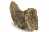 Fossil Tyrannosaur (Nanotyrannus?) Vertebra - Montana #263894-3